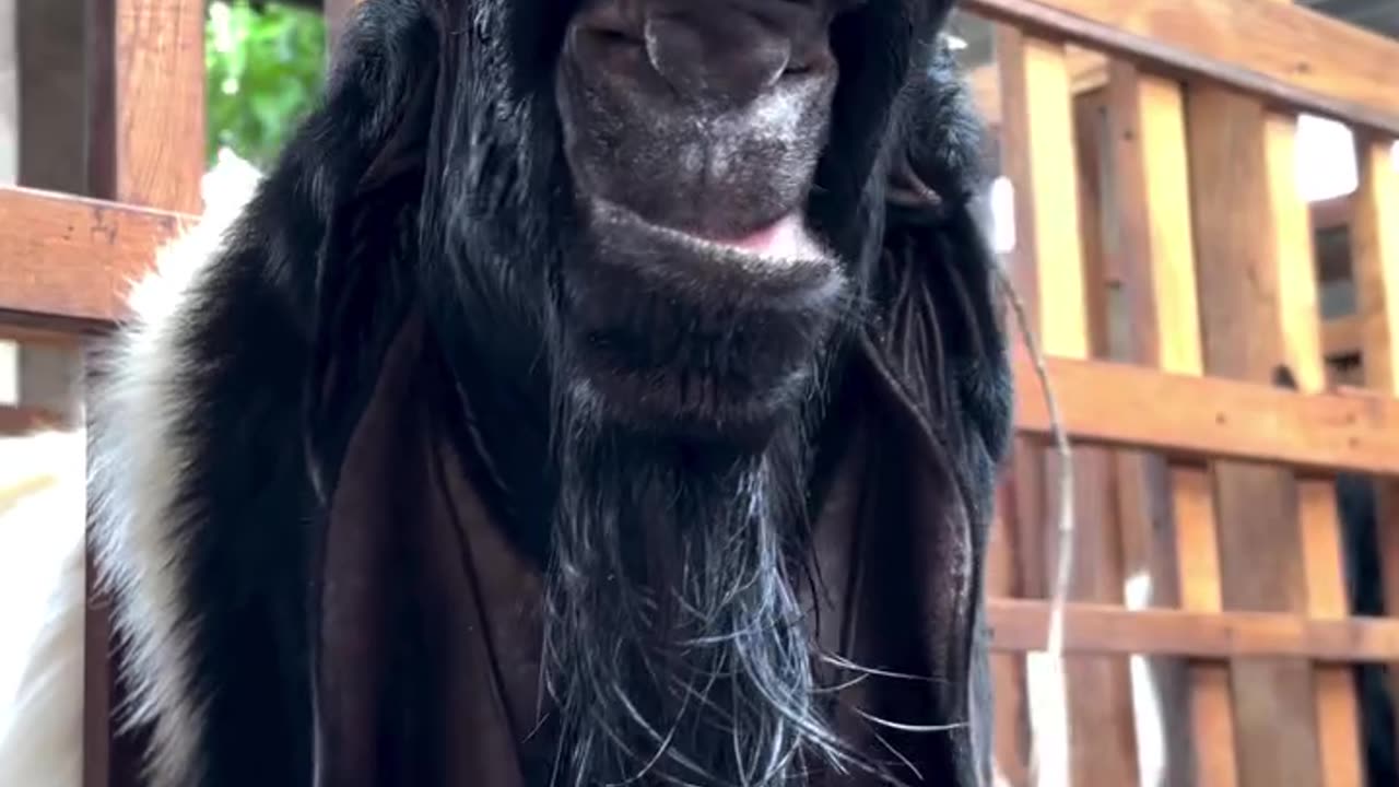 Popeyes chicken sandwich calories