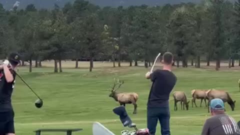 Amazing: He was intentionally hitting golf balls at this elk - this was not the