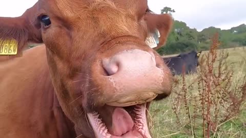 😂🐶 Mlem, mlem, mlem, mlem, YAAAAAWN, mlem... | FunFM