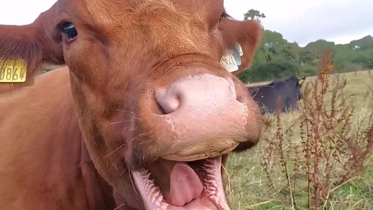 😂🐶 Mlem, mlem, mlem, mlem, YAAAAAWN, mlem... | FunFM