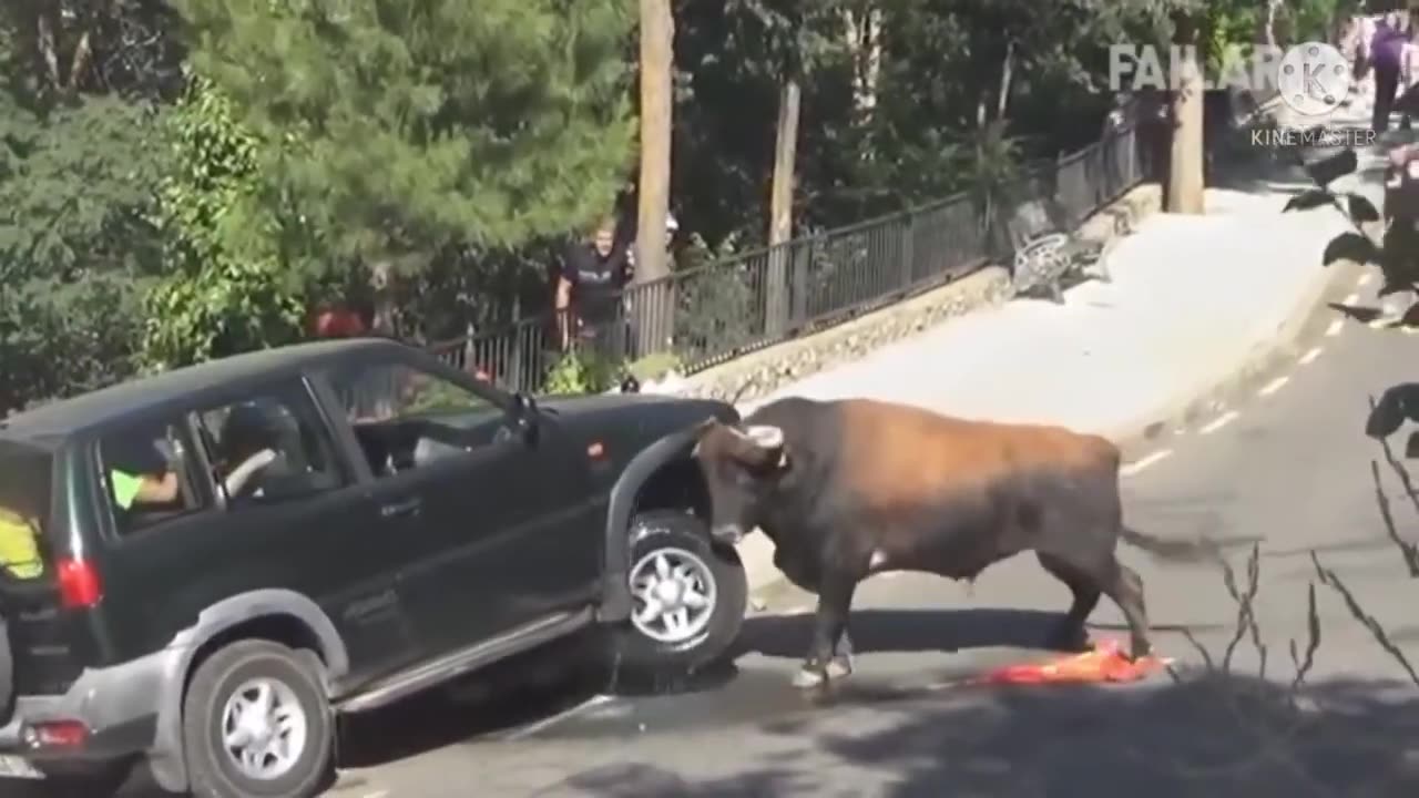 Animals funny video
