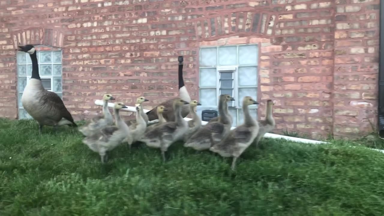 Spotted a protective family of geese