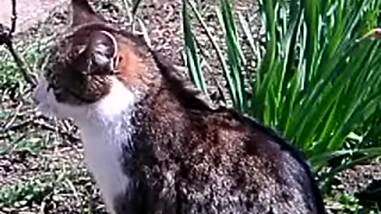 Unbelievable Feline Etiquette: How Mot Expresses Gratitude After Every Meal