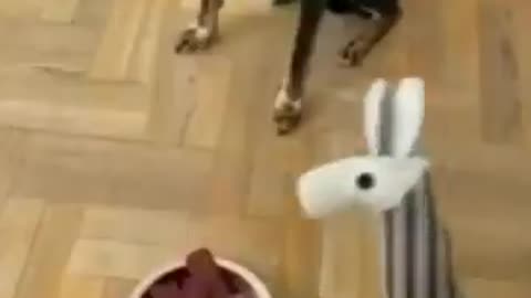 Funniest Cats Compilation 2025