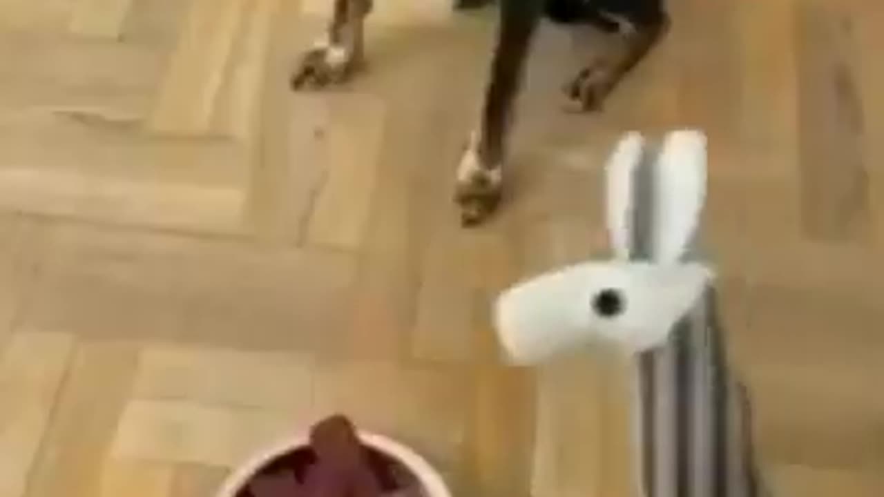 Funniest Cats Compilation 2025