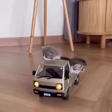 let’s go for a walk small bro 😎