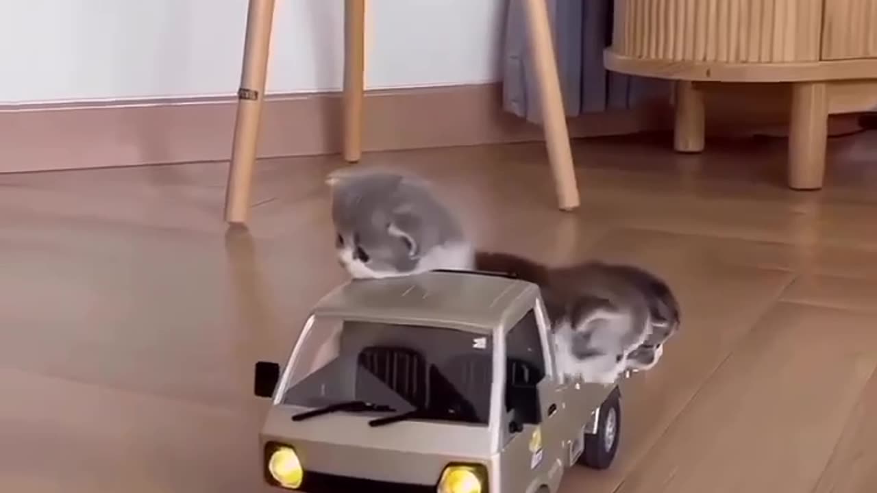 let’s go for a walk small bro 😎