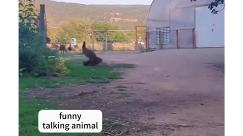Funy animal videos😁😁😁