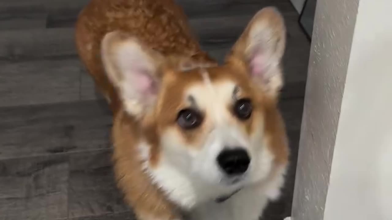 Dog has zero survival skill when he thinks there is peanut butter on every knofe coming to him