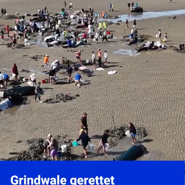 Grindwale rettung in Tasmanien #news #goodnews #tiere