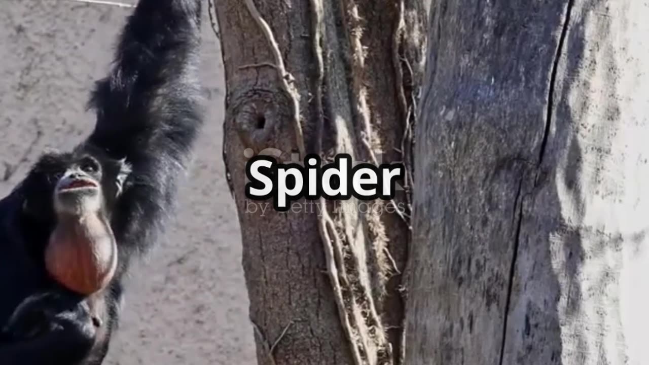 These Primates Have the Longest Tails 🐒 | Nature’s Balance Masters