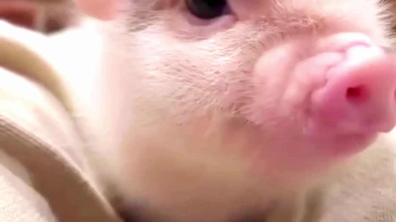 pig cute animals #shorts #viralvideo #funny #trending #youtubeshorts ##funny&cuteanimals