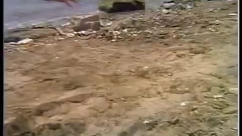 Sahipsizler