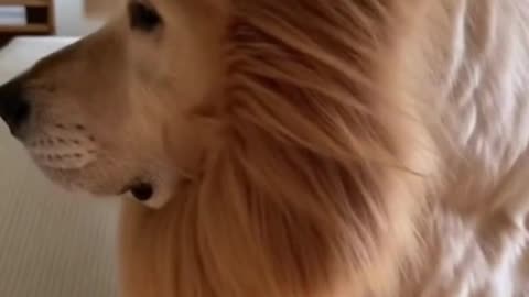 🐶🦁 Dog with Lion Hair 🐾 | Funny Animal Transformation | Cute & Adorable Pet Video