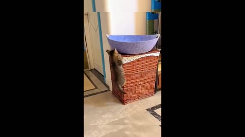 Funny animal videos - Funny cats⧸dogs - Funny animals -Part82⧸Haypyy Pett