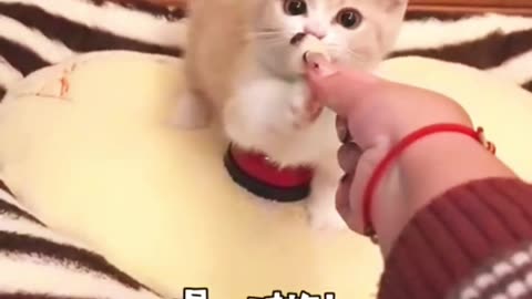 Cutest Kitty Training Moments 😺✨ | Smart & Adorable Cat Tricks