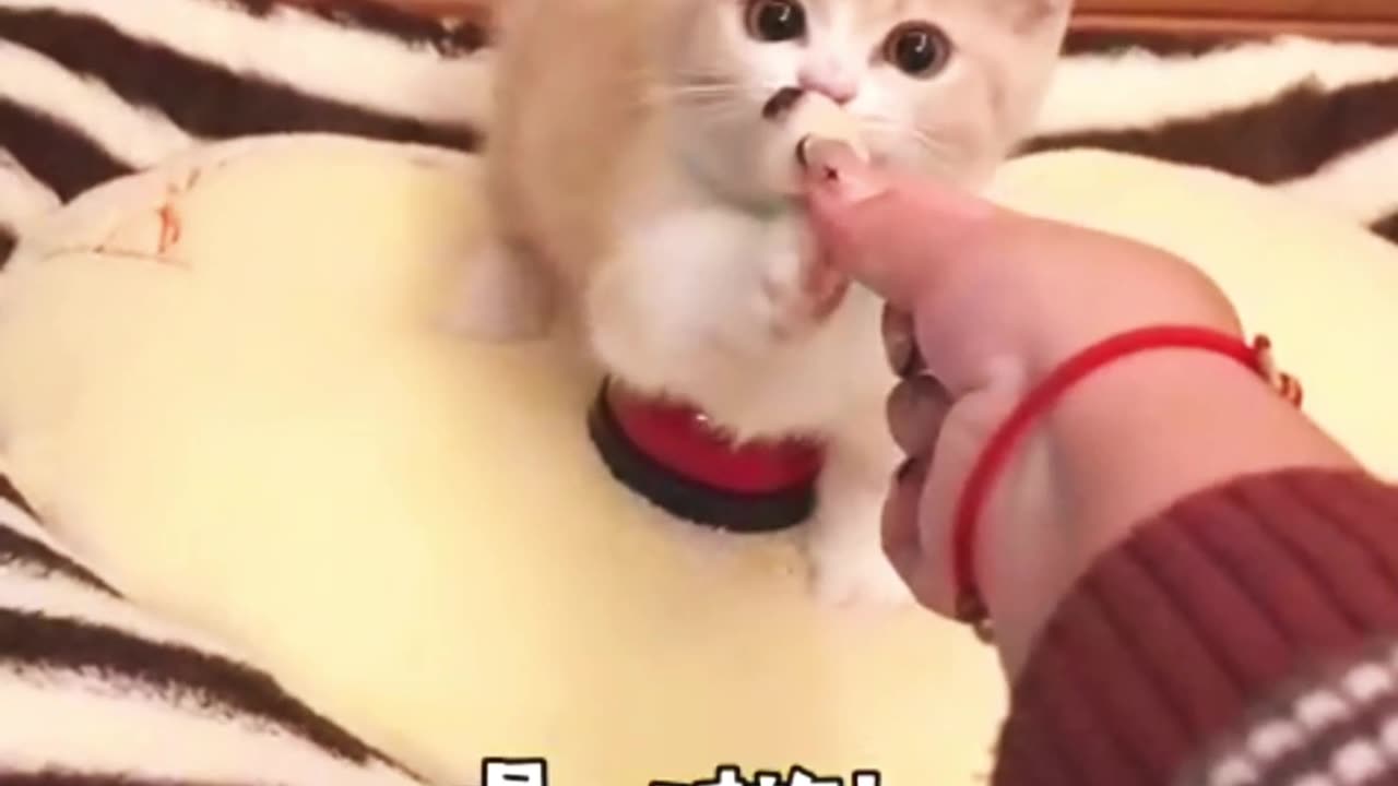 Cutest Kitty Training Moments 😺✨ | Smart & Adorable Cat Tricks