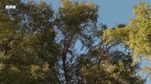 ‎Leopard Mother Hunts Monkeys in Trees | Big Cats 24/7 | BBC Earth