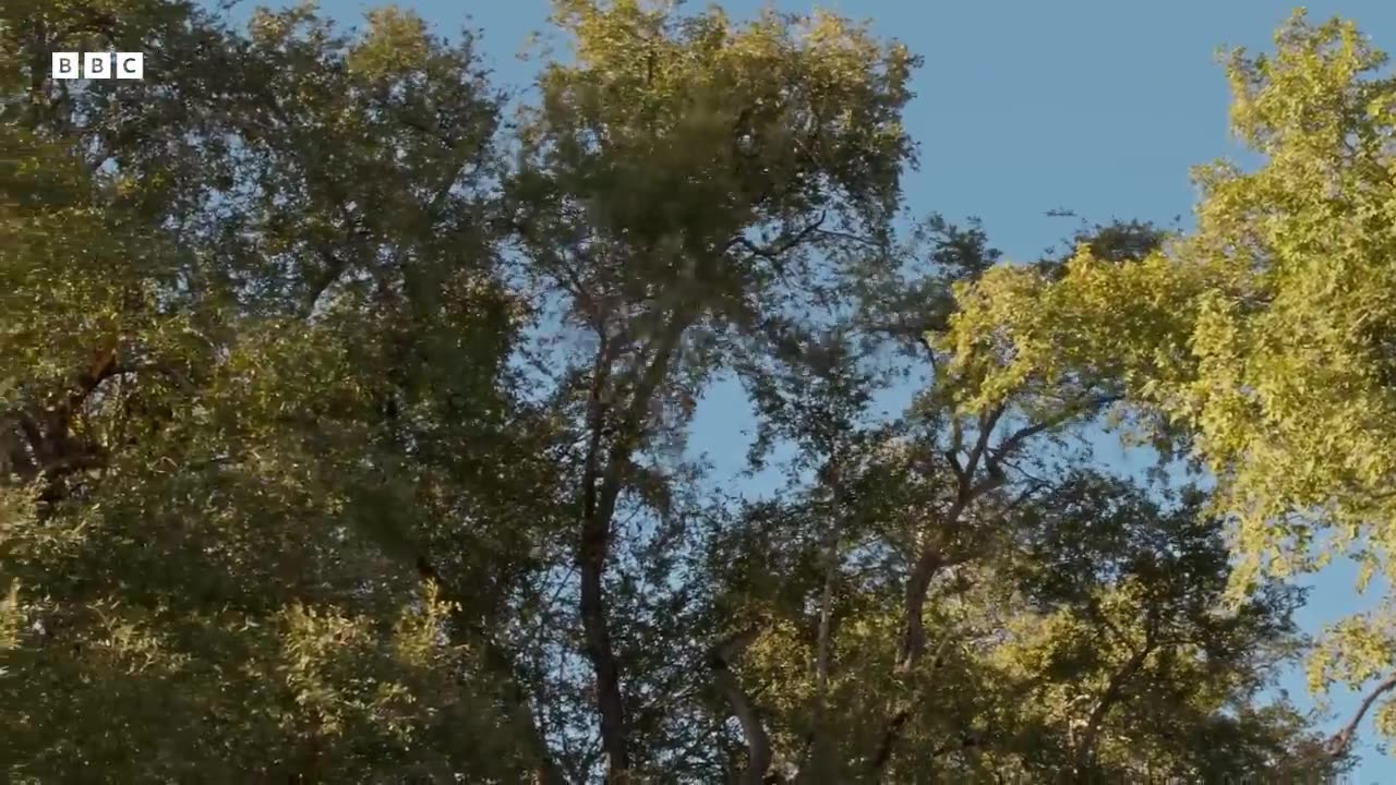 ‎Leopard Mother Hunts Monkeys in Trees | Big Cats 24/7 | BBC Earth