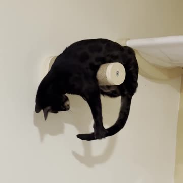 Black Cat Precariously Chases Tail Around Post