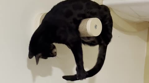 Black Cat Precariously Chases Tail Around Post