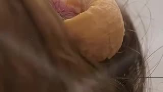 Growing A Horn