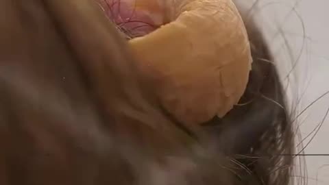 Growing A Horn