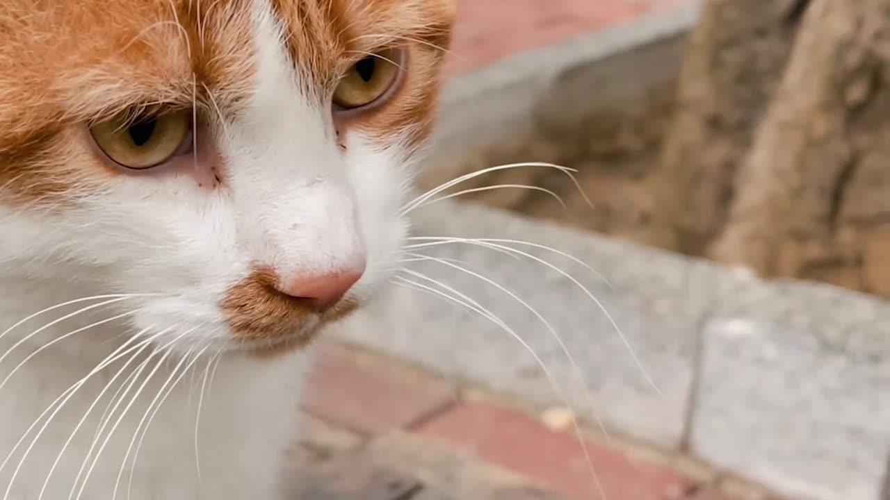 "The Last Meow: A Tale of Whiskers & Wisdom"