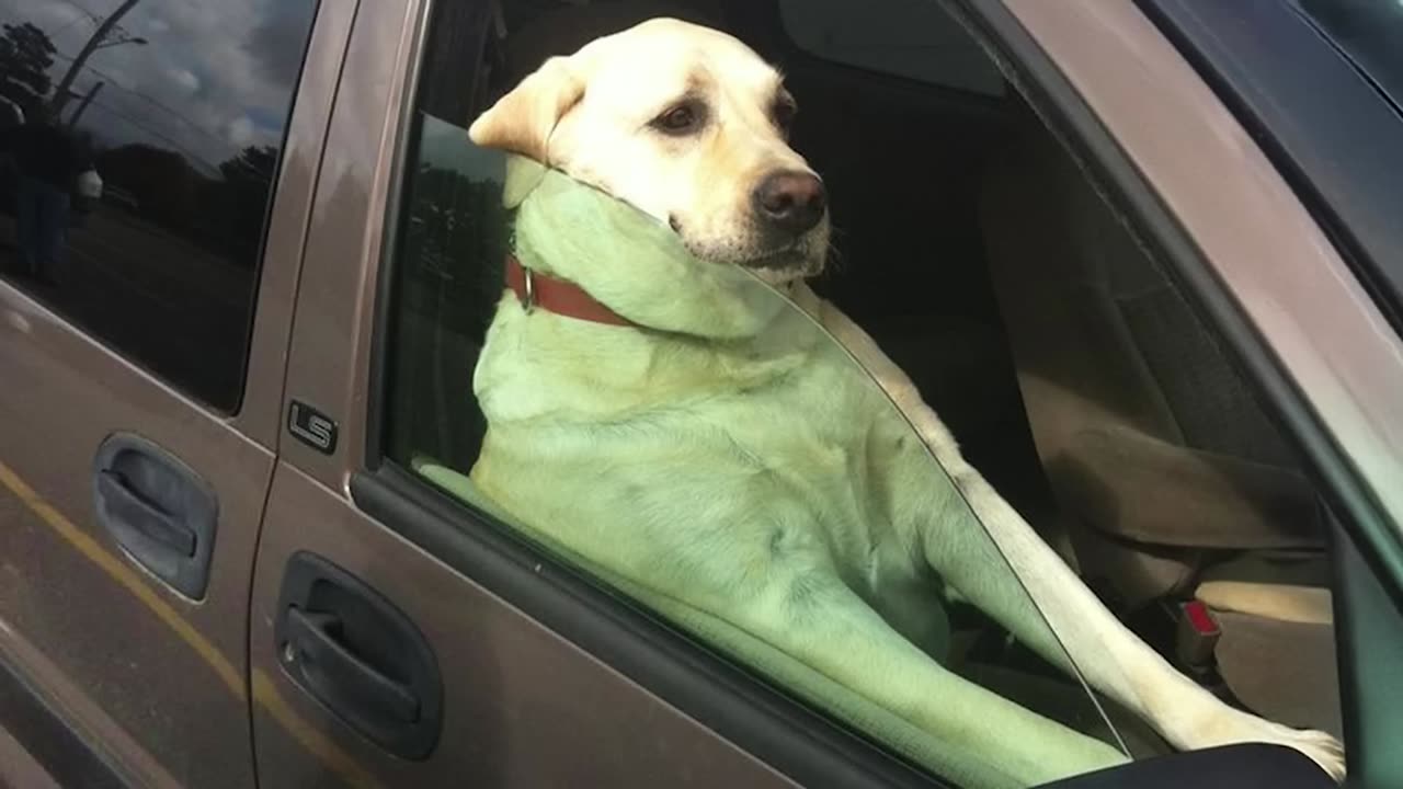 When your dog has only one brain cell