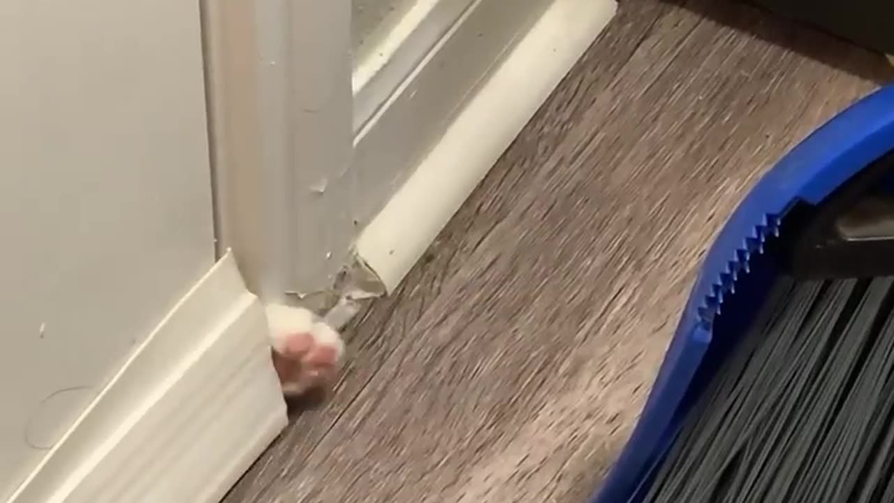 Trapped Cat Knocks On Broom For Help