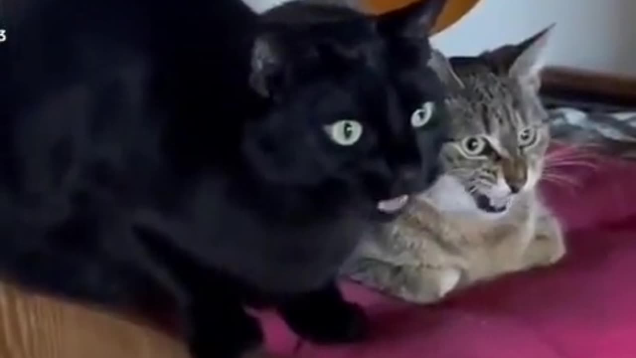 Beavis and Butthead Cats