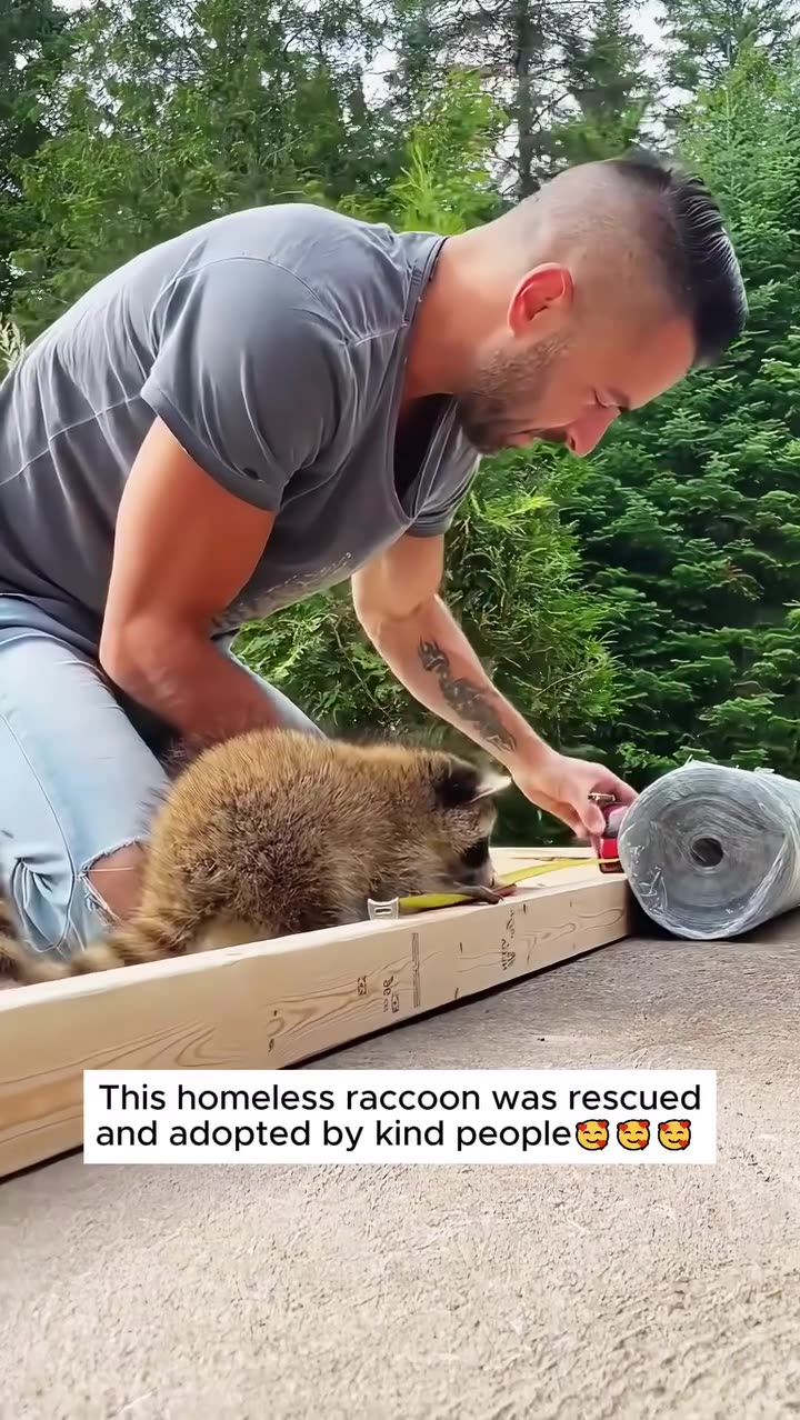 This homeless raccoon was rescued and adopted by kind people