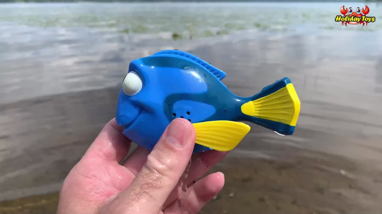 Flying fish Dive and Rise to the Surface in Preparation for Fly