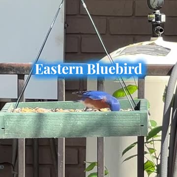 Eastern Bluebird