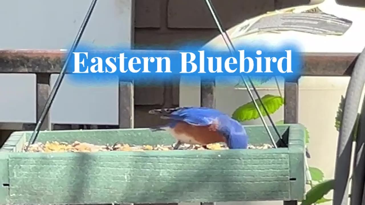 Eastern Bluebird