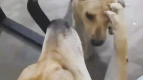 #funny😂😂 video #viralvideo #shortvideo