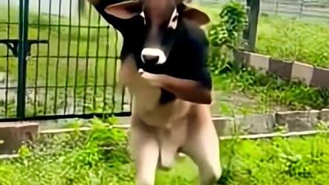 haw possible 🤔 caw dance | ai video