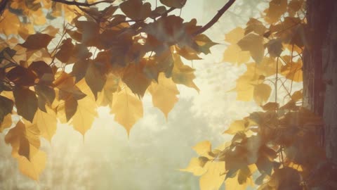 Light Finds You