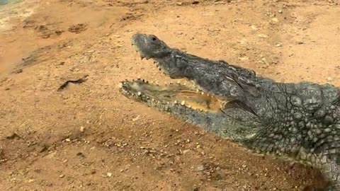 The crocodile is afraid of the shovel.