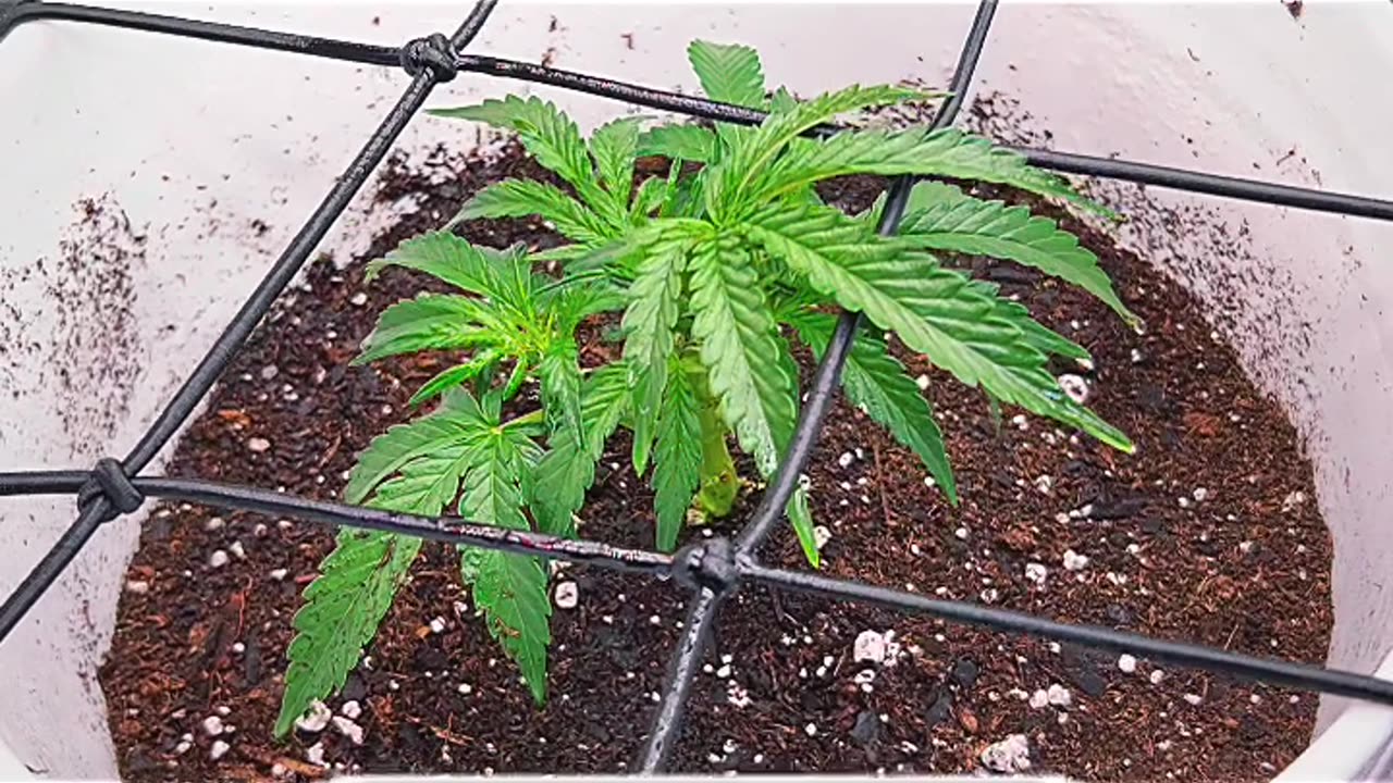 Ep. 513 "Born in the USA" by Patrick Henry The Batman