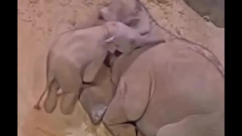 So cute