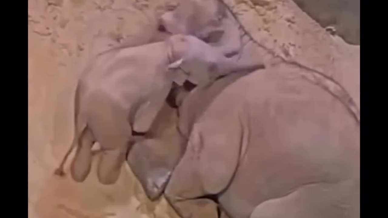 So cute