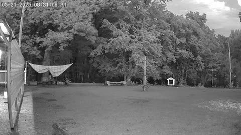 Wednesday Night Perch Up Chicken Yard Cam
