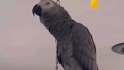 this parrot counts like a teacher – too funny! 😂