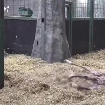 First steps of a baby giraffe.. 😊