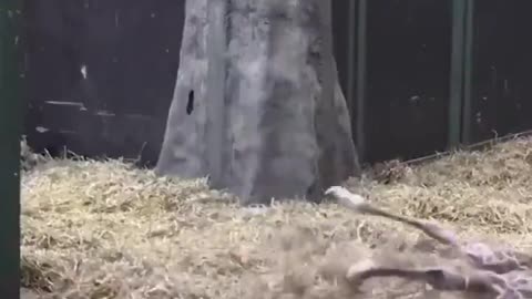 First steps of a baby giraffe.. 😊