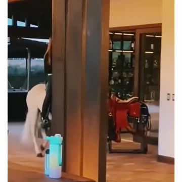 HORSE OFF COURSE 🙃THURSDAY 1/8/26