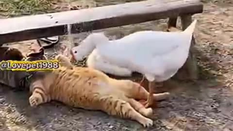 Funny animal situations