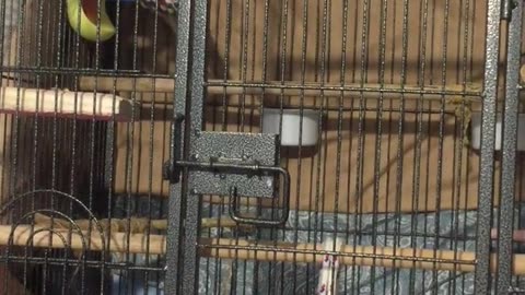 Angry Bird