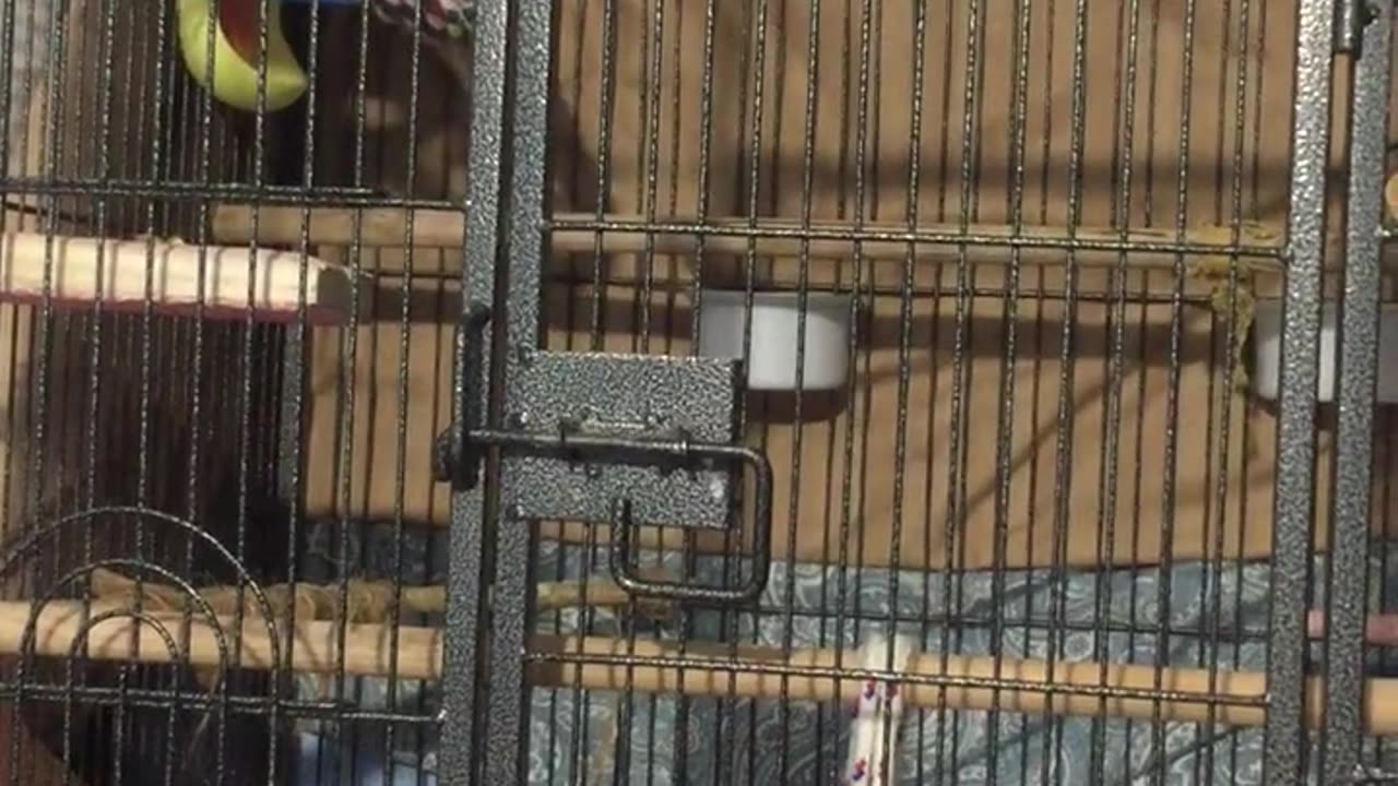 Angry Bird